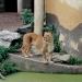Lion,Germany,2000