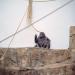 Gorilla,Toledo,1998