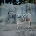 Zebra,SanDiego,1998