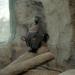 Gorilla,Erie,2002