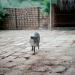 Peccary,Brazil,1999