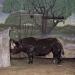 Rhinoceros,Philadelphia,1997