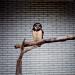 Owl,Germany,2000