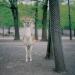 Deer,NewYork,1998