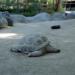 Tortoise,LosAngeles,2002