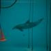 Dolphin,Germany,2000