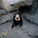 SunBear,Philadelphia,1998
