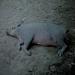 Babirusa,Tampa,1998