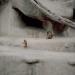 Baboons,Texas,1997