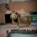 Lion,Brazil,1999