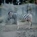 Zebra,SanDiego,1998
