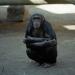 Chimpanzee,Wichita,2002
