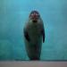 Seal,Toledo,2002