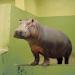 Hippopotamus,Paris,1998