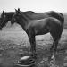 Horses,1993