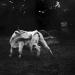 Cow,1994