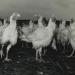 Turkeys,1993