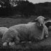 Sheep,1993
