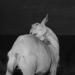Goat,1992